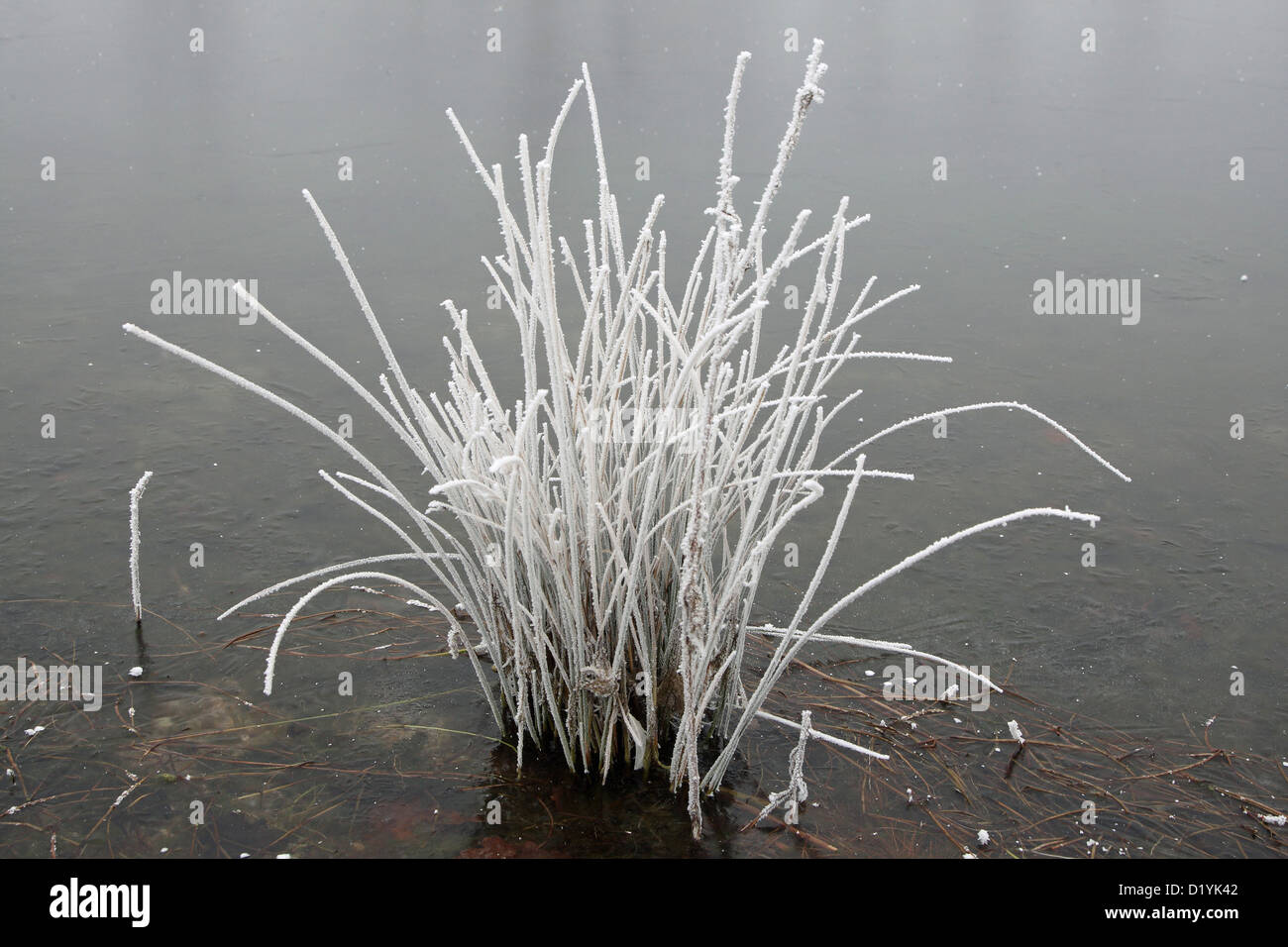 Sedge (Carex sp) covered in hoarfrost Stock Photo