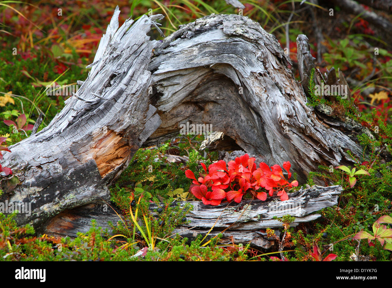 Alpine Bearberry, Mountain Bearberry, Black Bearberry (Arctosaphylos alpina), plants in autumn colours in front of a decaying tr Stock Photo