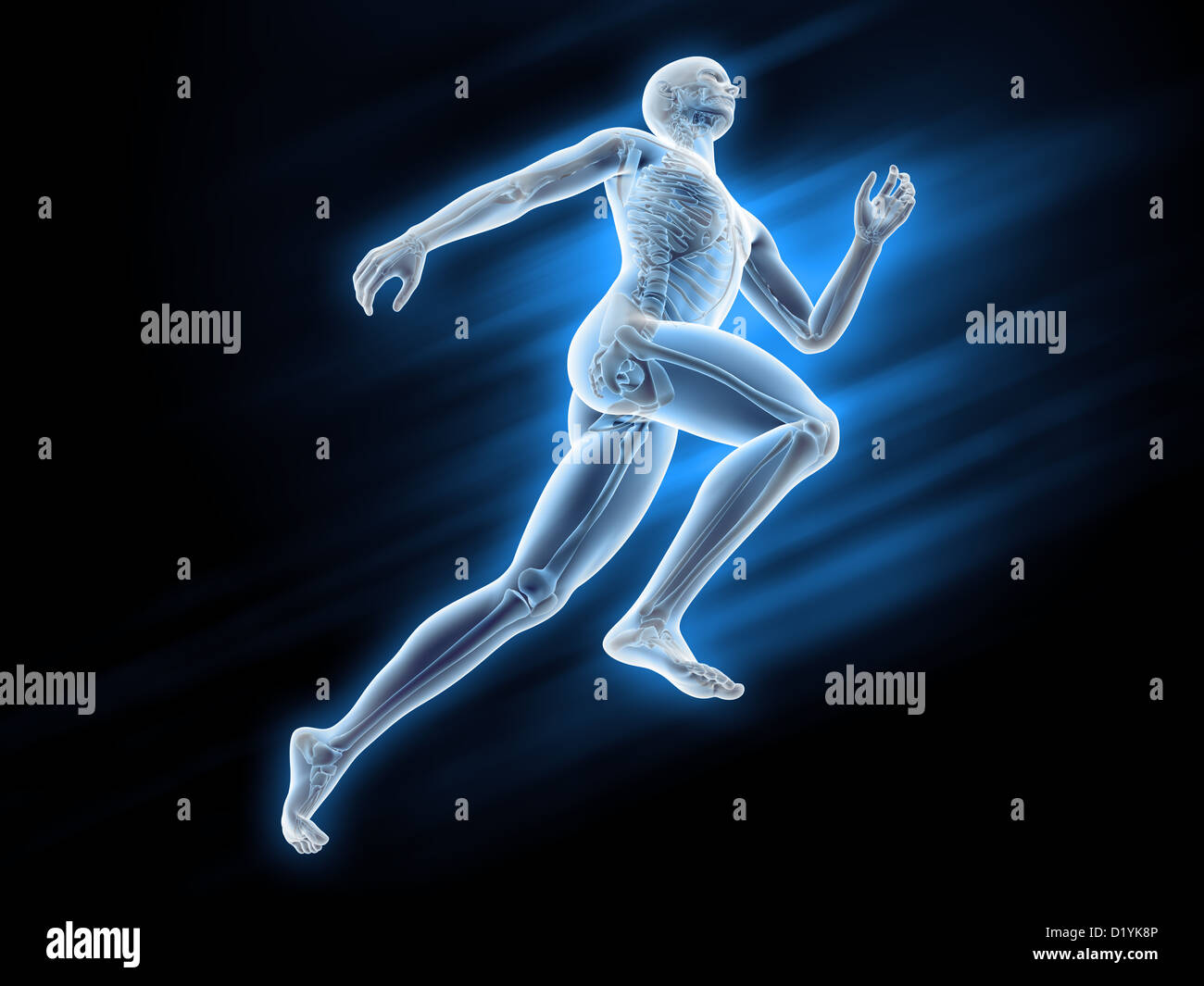 Structure of a skeletal muscle hires stock photography and images Alamy