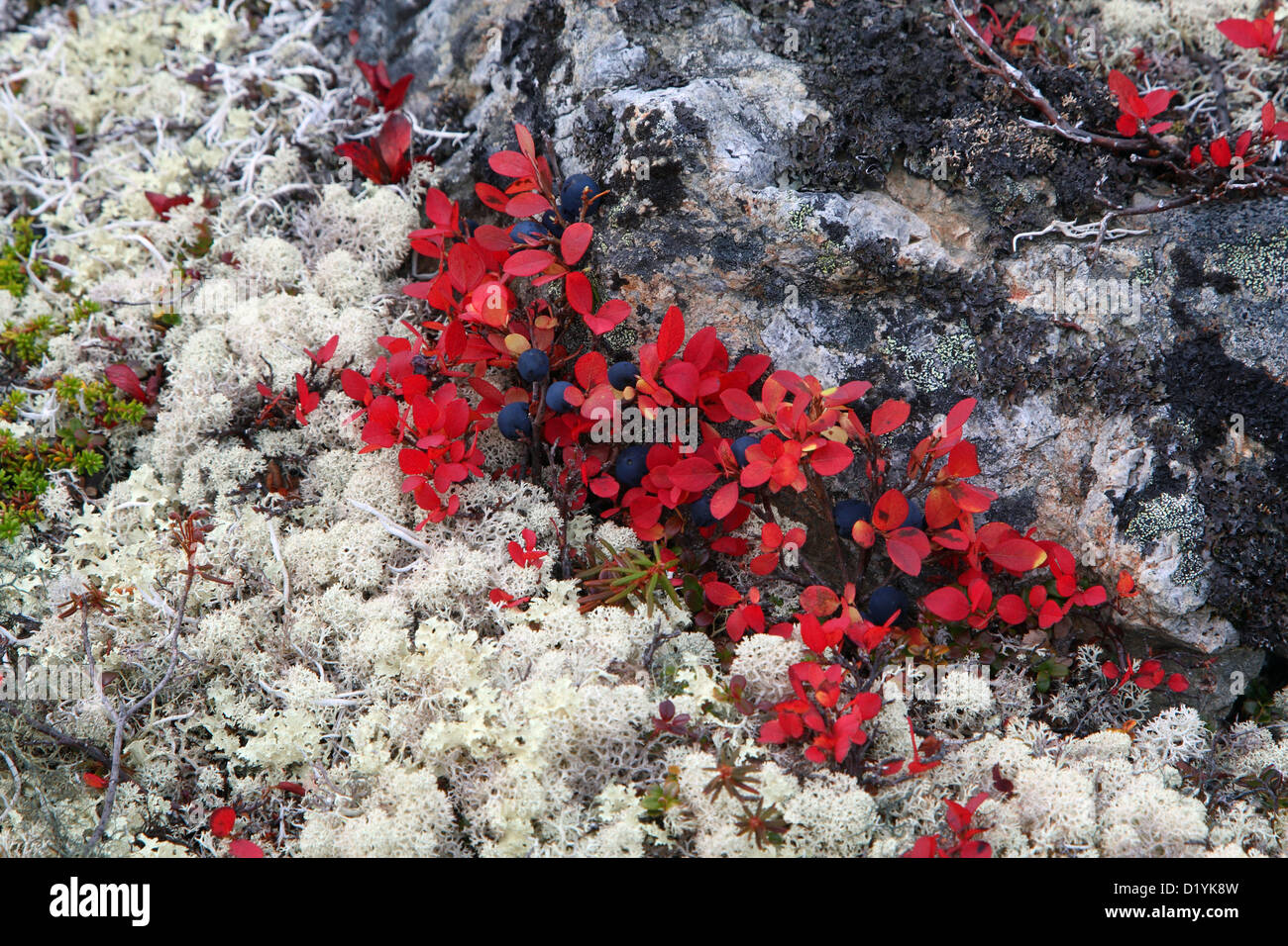 Alpine Bearberry, Mountain Bearberry, Black Bearberry (Arctosaphylos alpina), plants in autumn colours and lichen (Cladonia rang Stock Photo