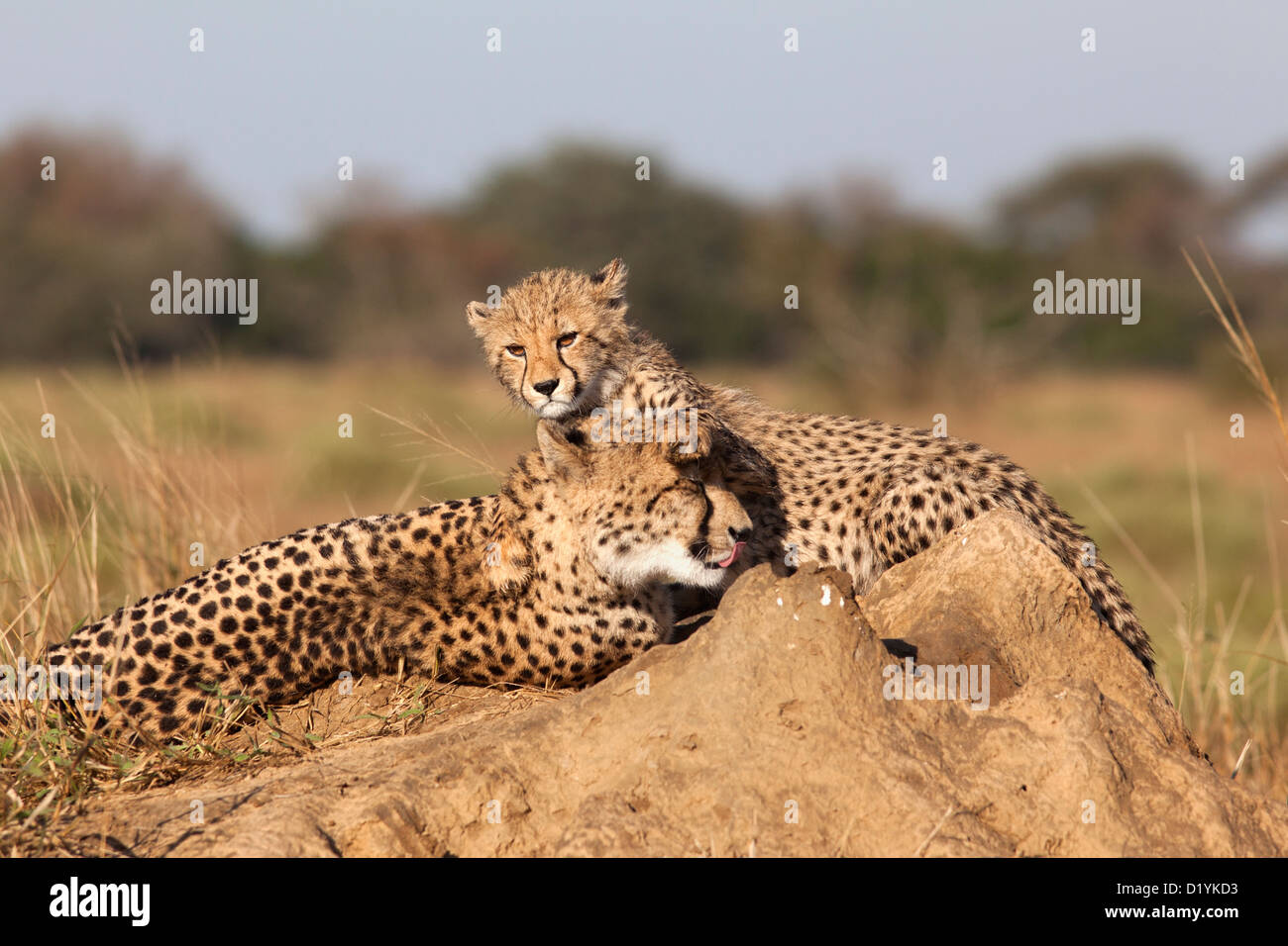 Cheetah with cub (Acinonyx jubatus), Phinda private game reserve, Kwazulu Natal, South Africa, June 2012 Stock Photo