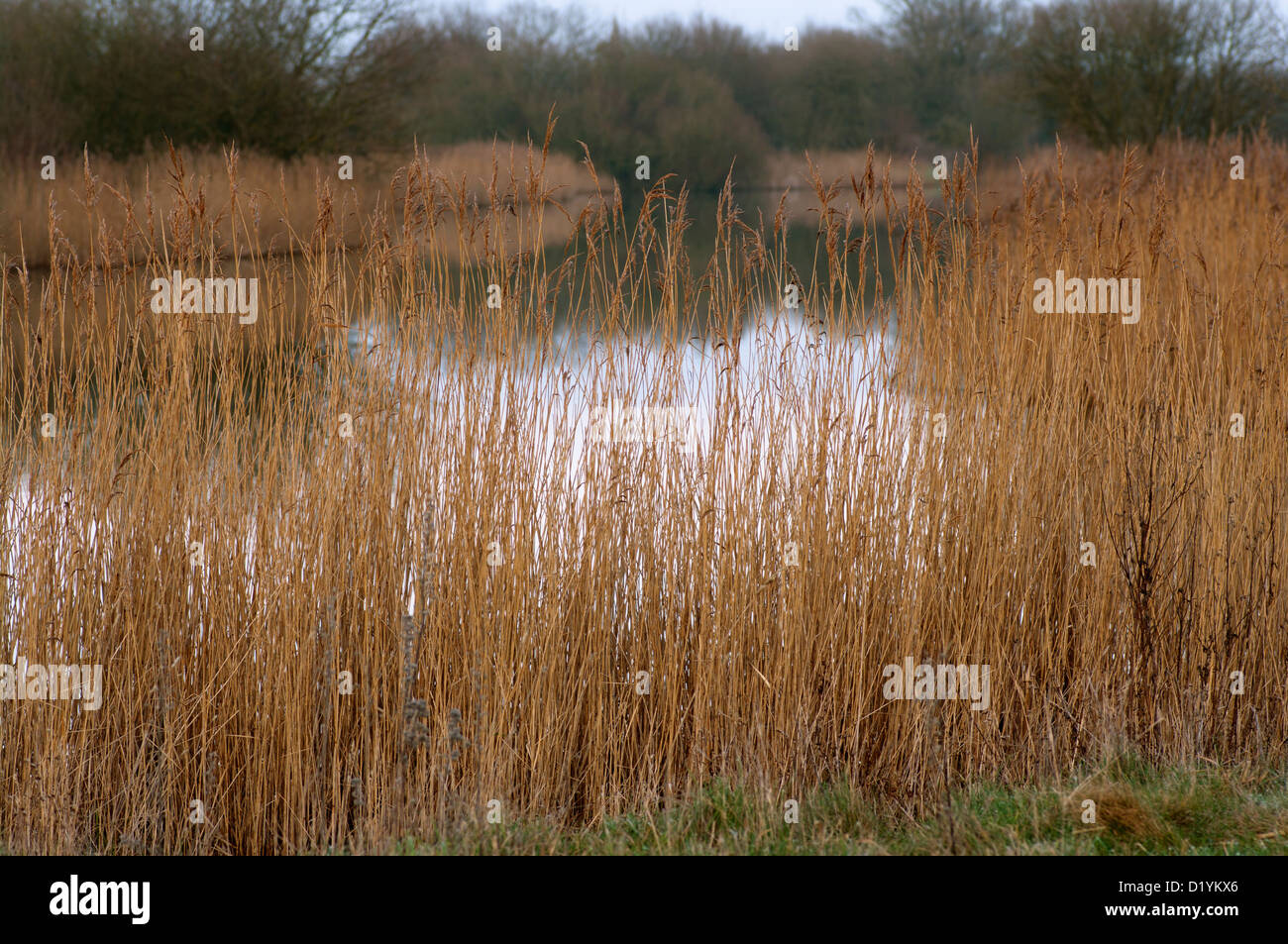 Reed Rye Rye bird sanctuary hi-res stock photography and images - Alamy
