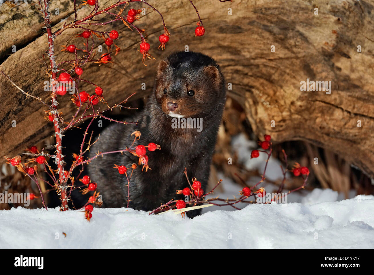 American mink (Neovison vison) Winter habitat, captive raised specimen