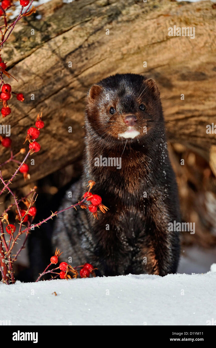 American mink (Neovison vison) Winter habitat, captive raised specimen