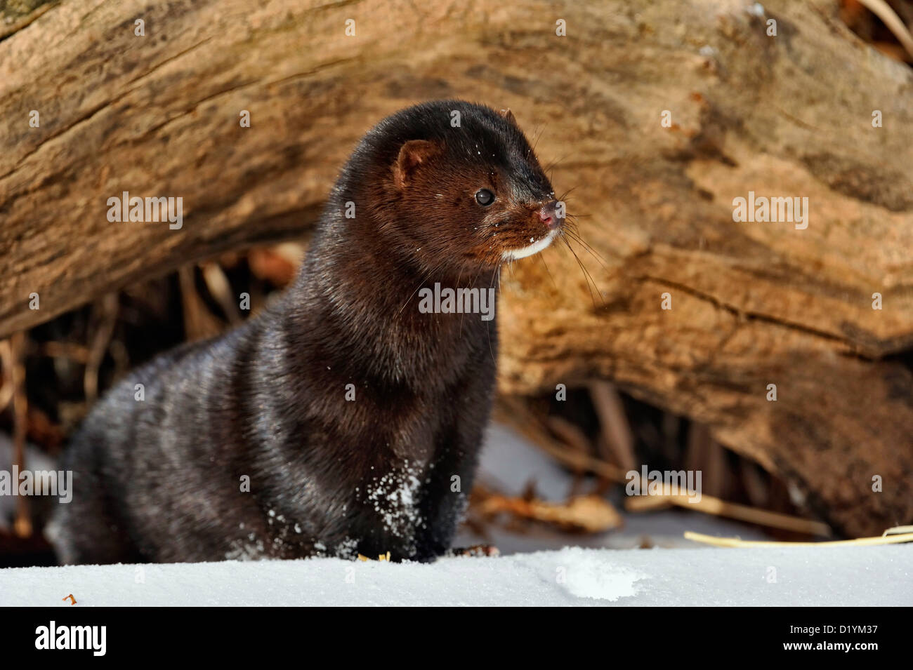 American mink (Neovison vison) Winter habitat, captive raised specimen,  Bozeman Montana, USA Stock Photo - Alamy