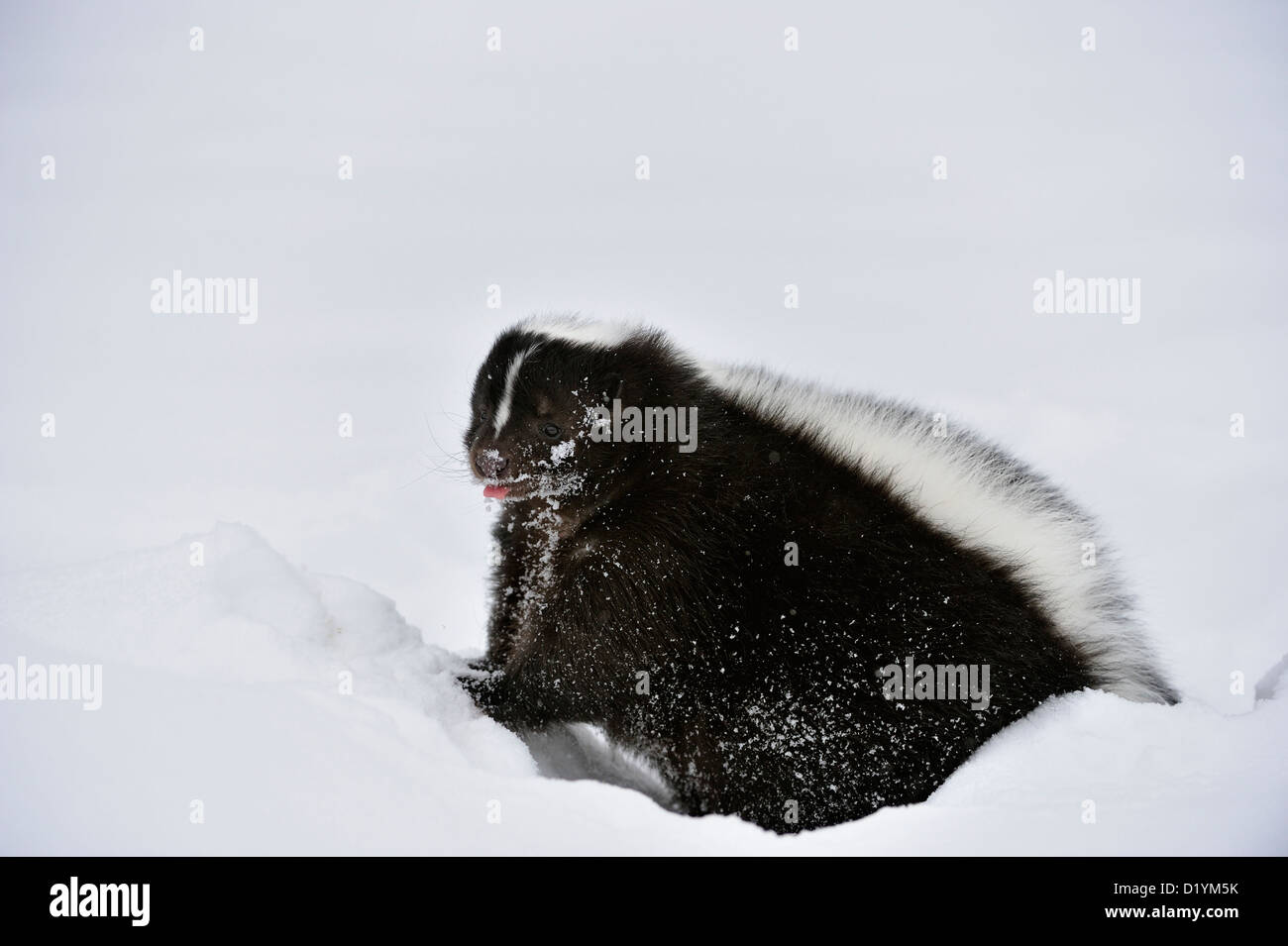 Striped skunk (Mephitis mephitis) Winter habitat, captive raised specimen, Bozeman Montana, USA Stock Photo