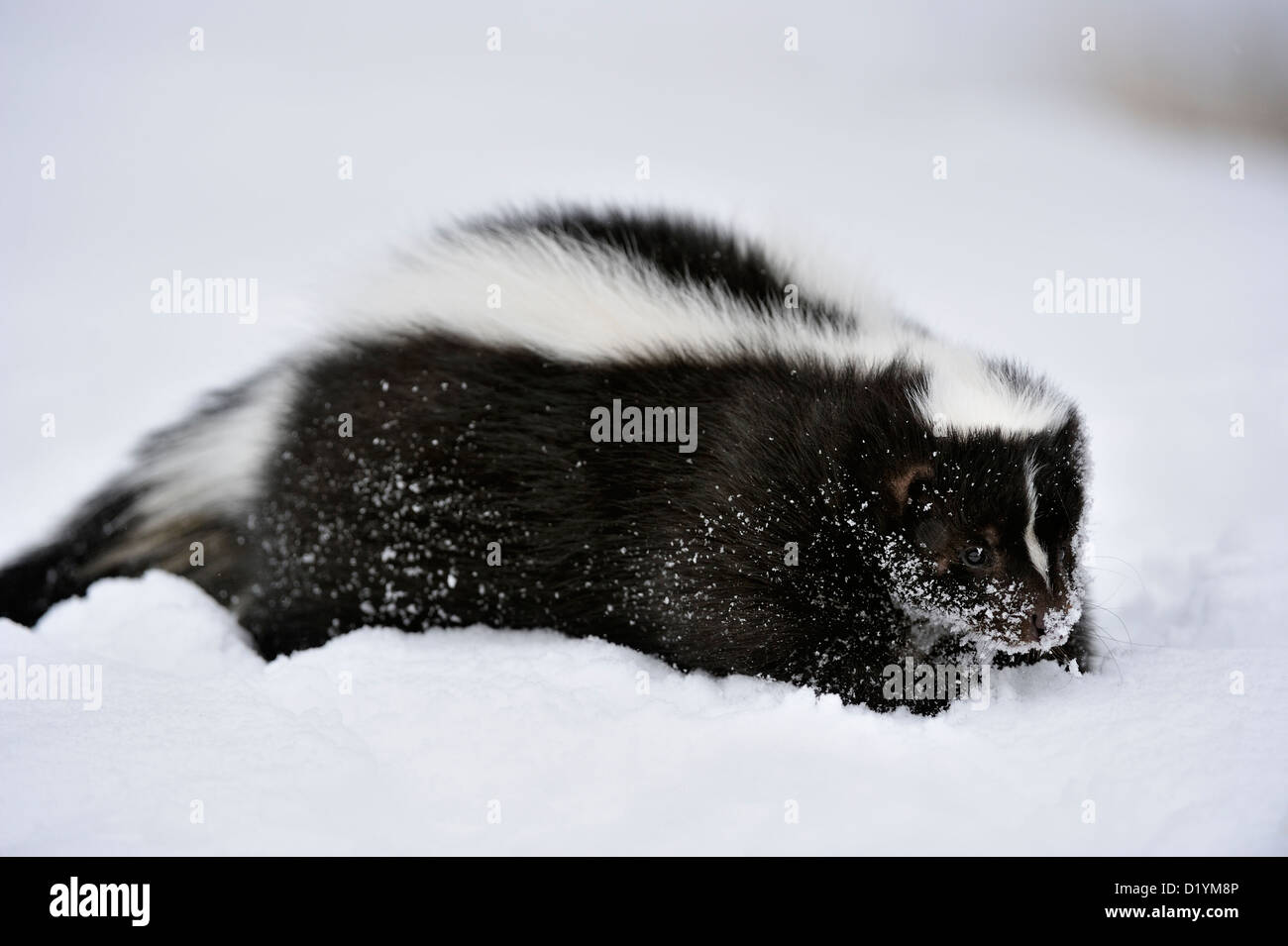 Striped skunk (Mephitis mephitis) Winter habitat, captive raised specimen, Bozeman Montana, USA Stock Photo