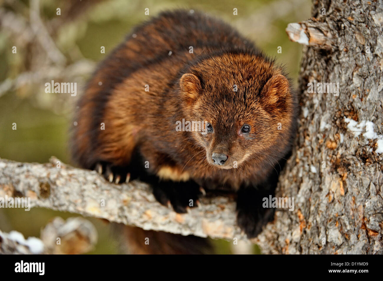 пекан куница. пекан куница. куница илька. илька. куница рыболов 5.
