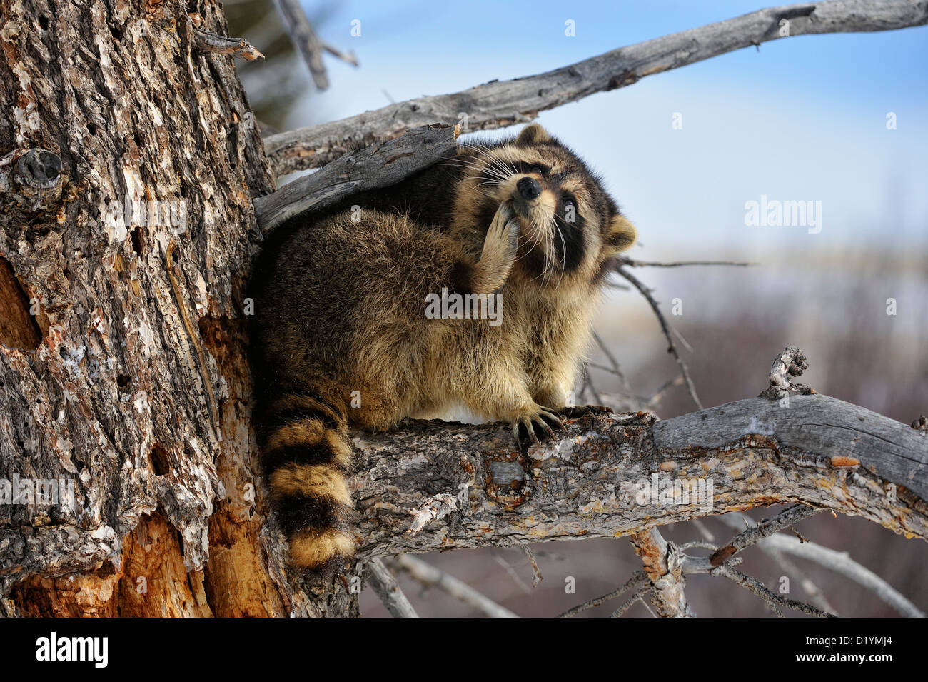 Raccoon (Procyon lotor), captive raised specimen, Bozeman Montana, USA Stock Photo