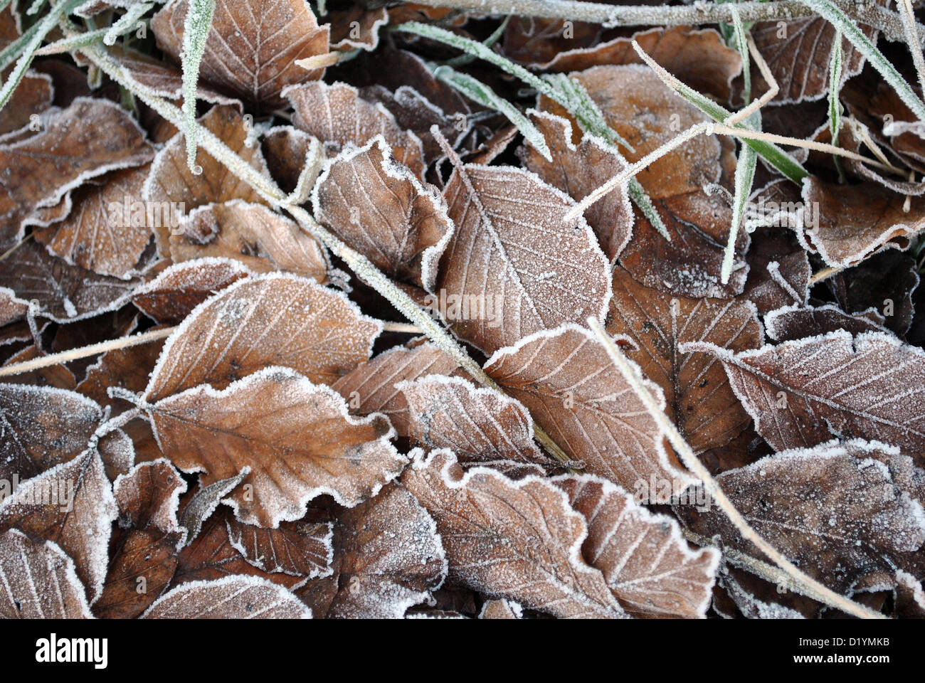 natural background frozen leaves Stock Photo