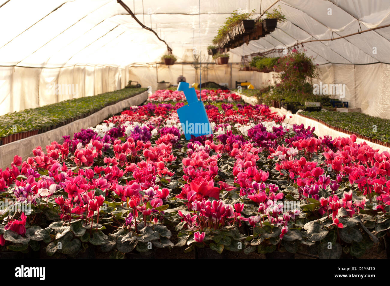 Beautiful greenhouse hi-res stock photography and images - Alamy