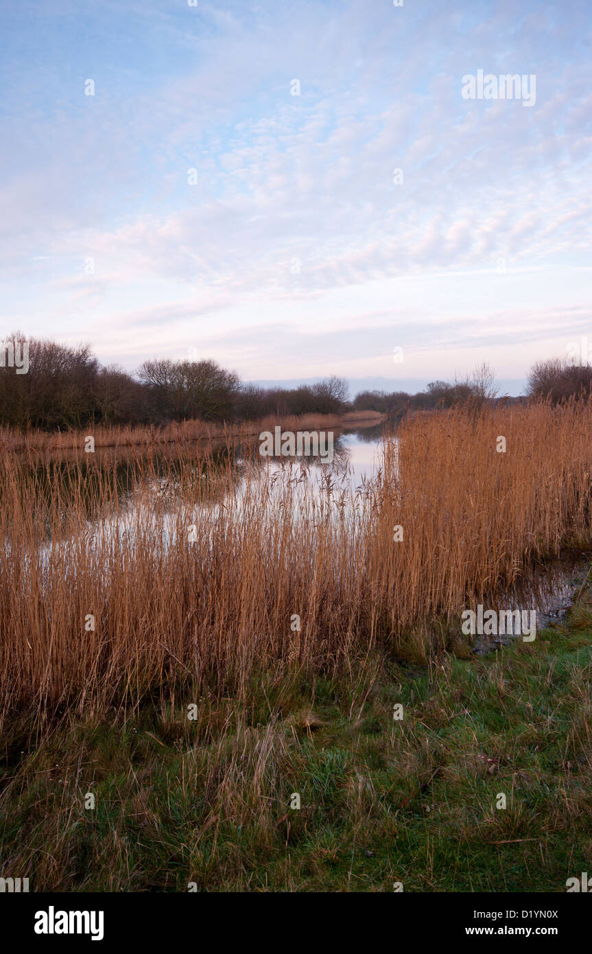 Peace Quiet and Tranquility at A Lake With Reedbeds At Rye Harbour Nature Reserve East Sussex UK Stock Photo