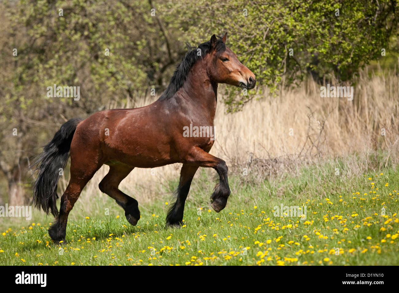 Domestic Horse. Zemaitukai Horse. The bay gelding Merlin in a trot on a