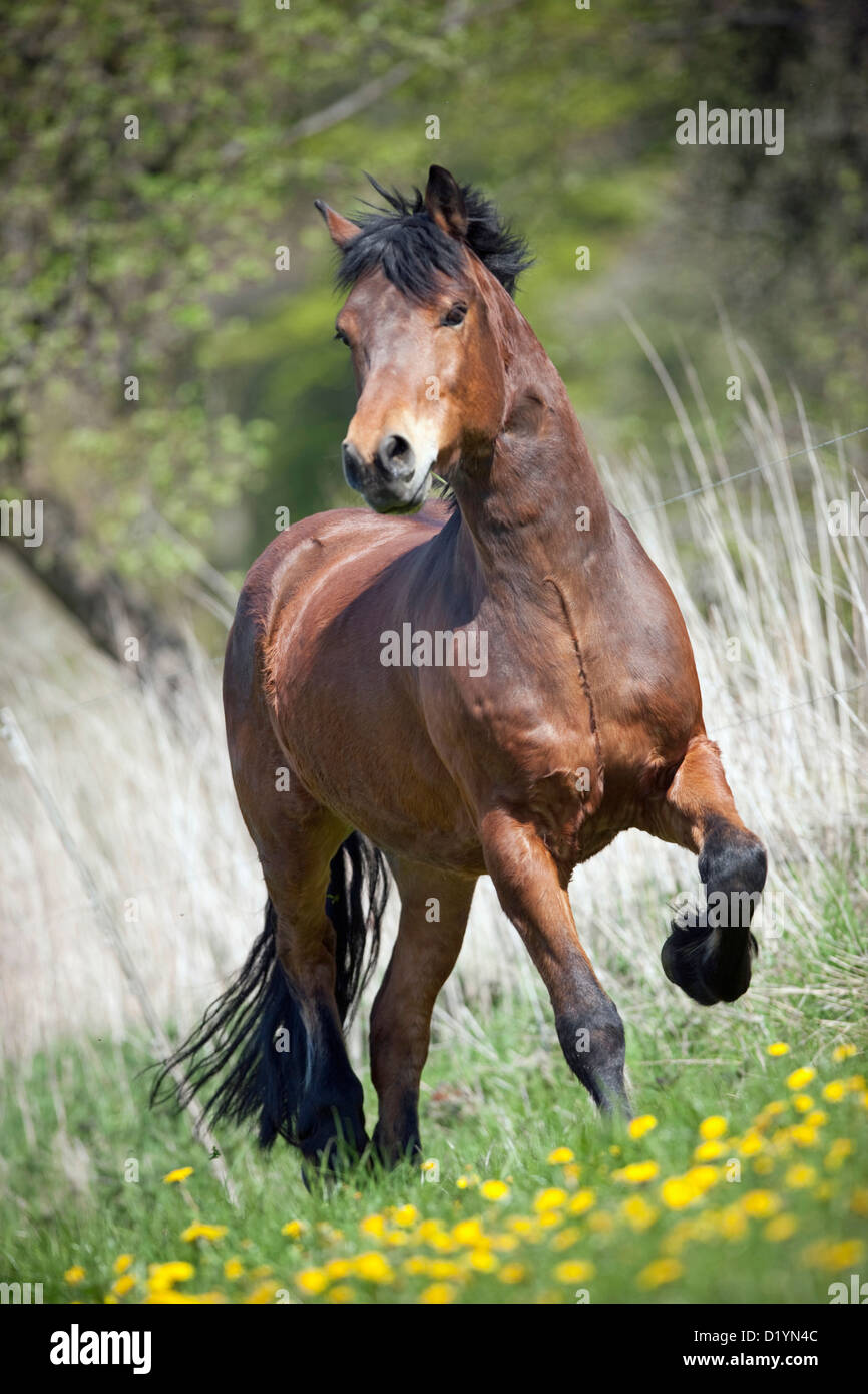 Domestic Horse. Zemaitukai Horse. The bay gelding Merlin in a trot on a