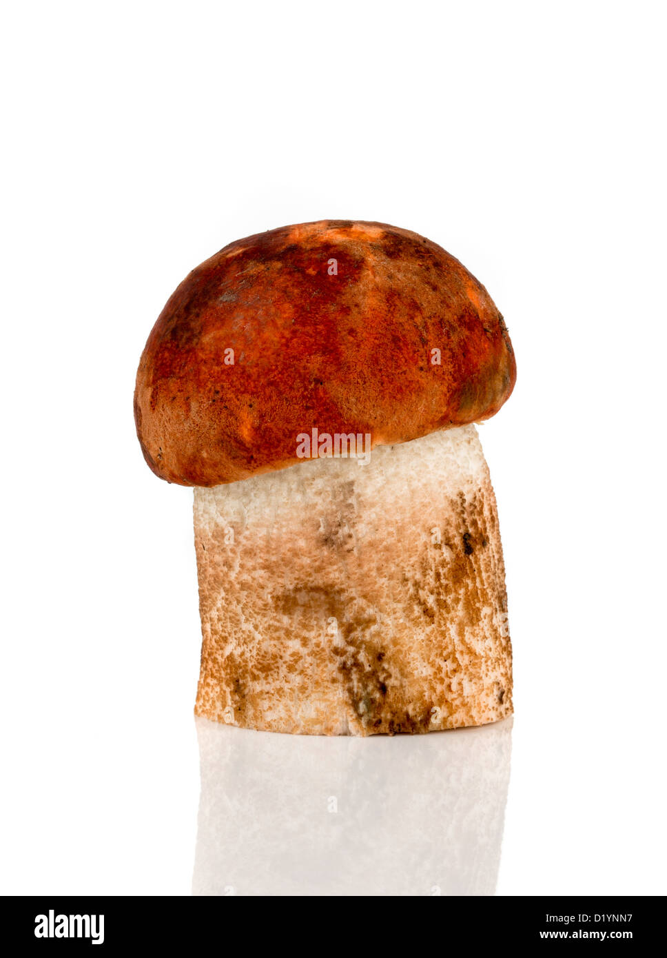Orange-cap Boletus mushroom on a white background Stock Photo