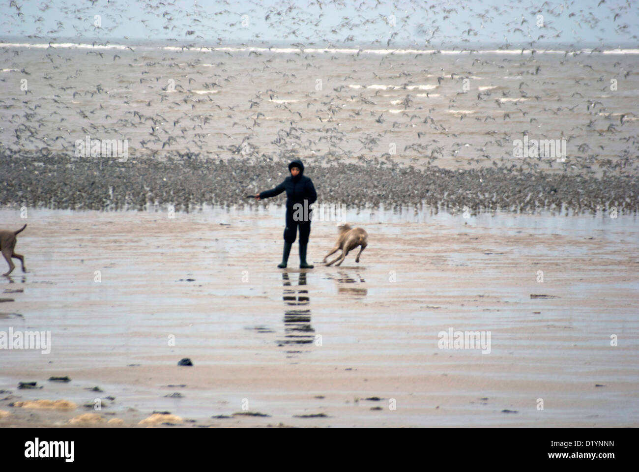 Woman walking a dog and throwing a stick along Hoylake beach on the Wirral with birds in the