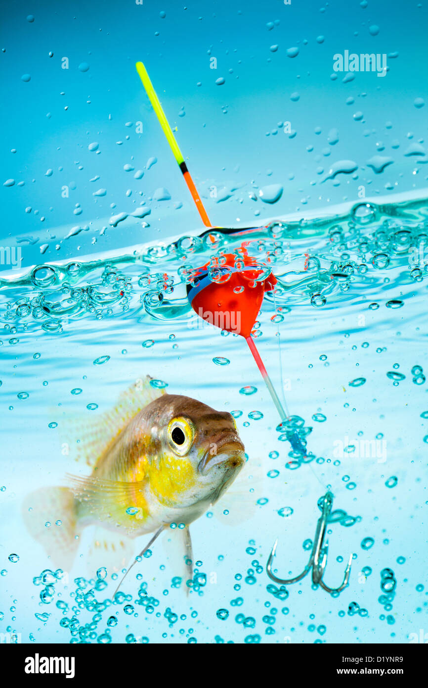 Fishing, float under water and fish Stock Photo - Alamy