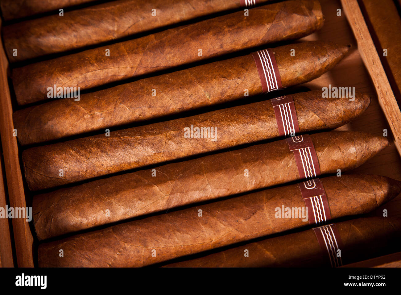 Some cigars lay in humidor Stock Photo Alamy