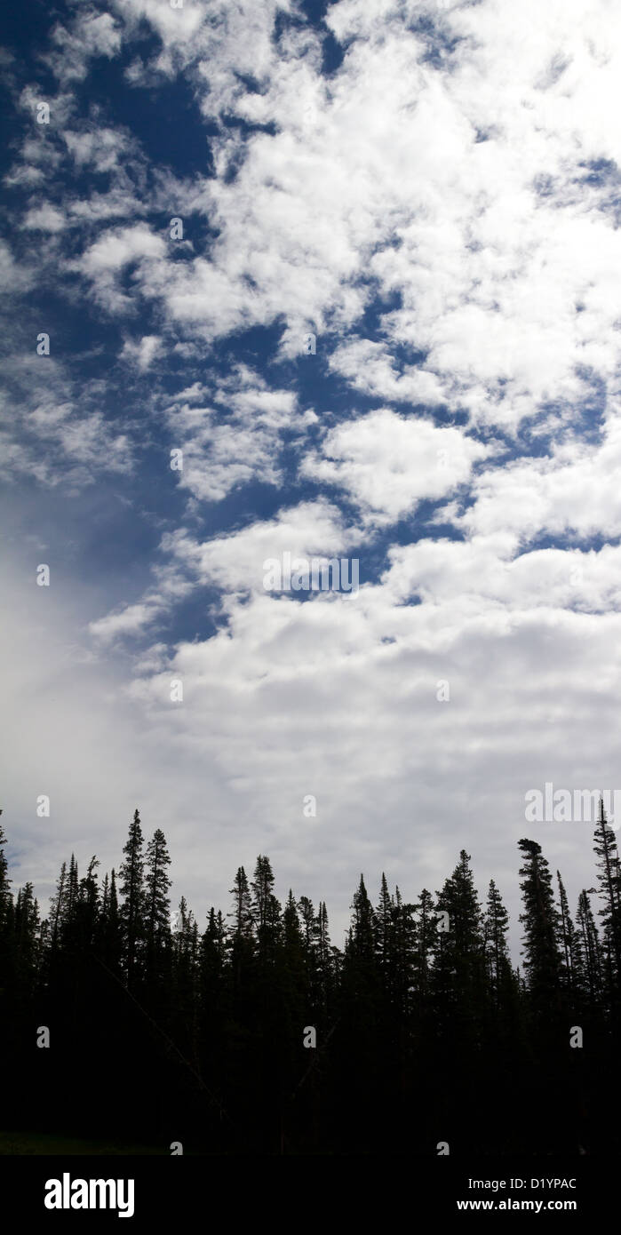 Forest of Trees and Blue Sky with Clouds Background Stock Photo - Alamy