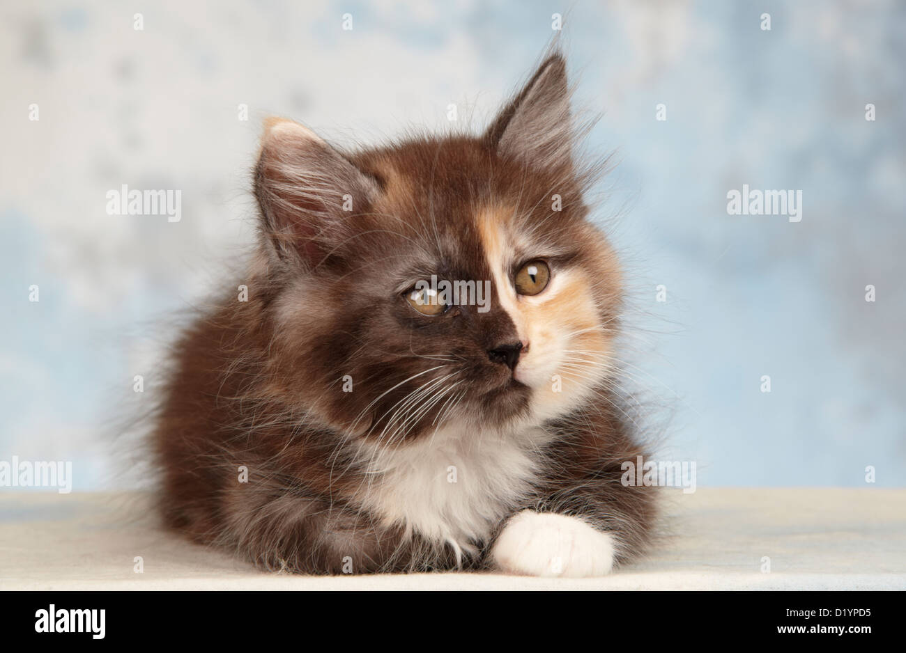 Maine Coon Tortoiseshell Kitten On A Table Stock Photo 52856081