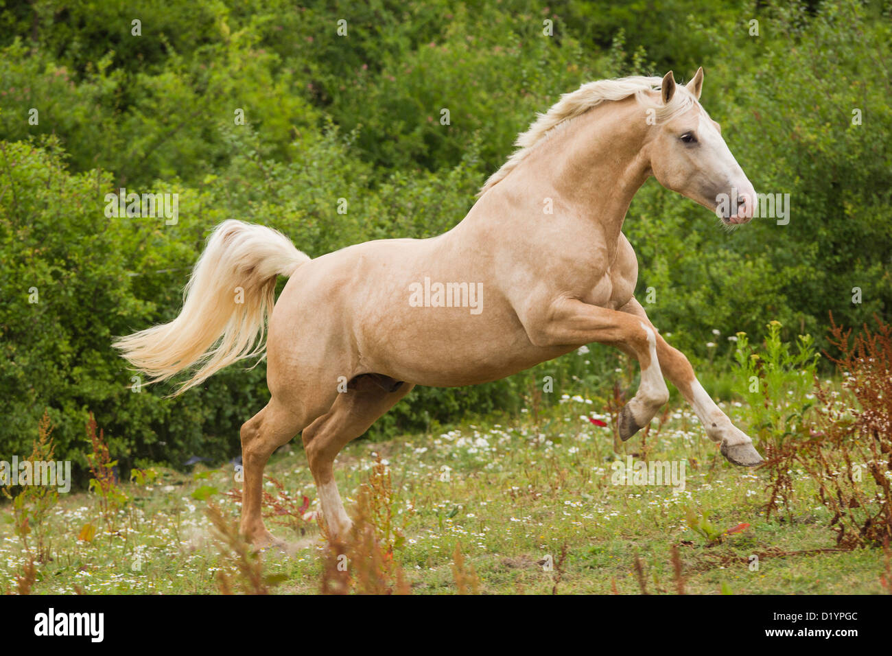 Frederiksborger. Palomino stallion galloping on a pasture Stock Photo