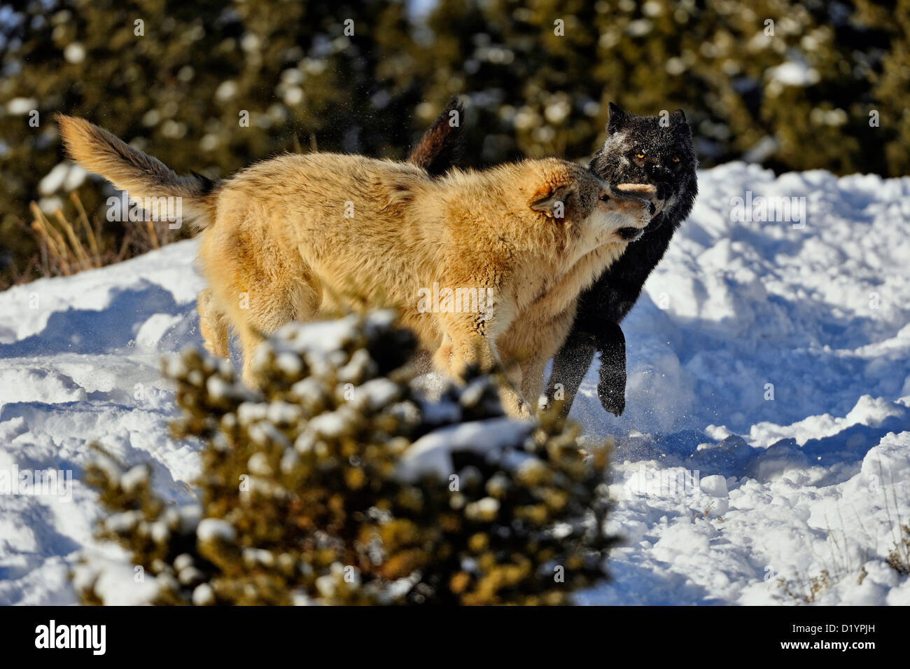 Grey Wolf Timber Wolf (Canis lupus) Pack interaction behaviour, captive ...