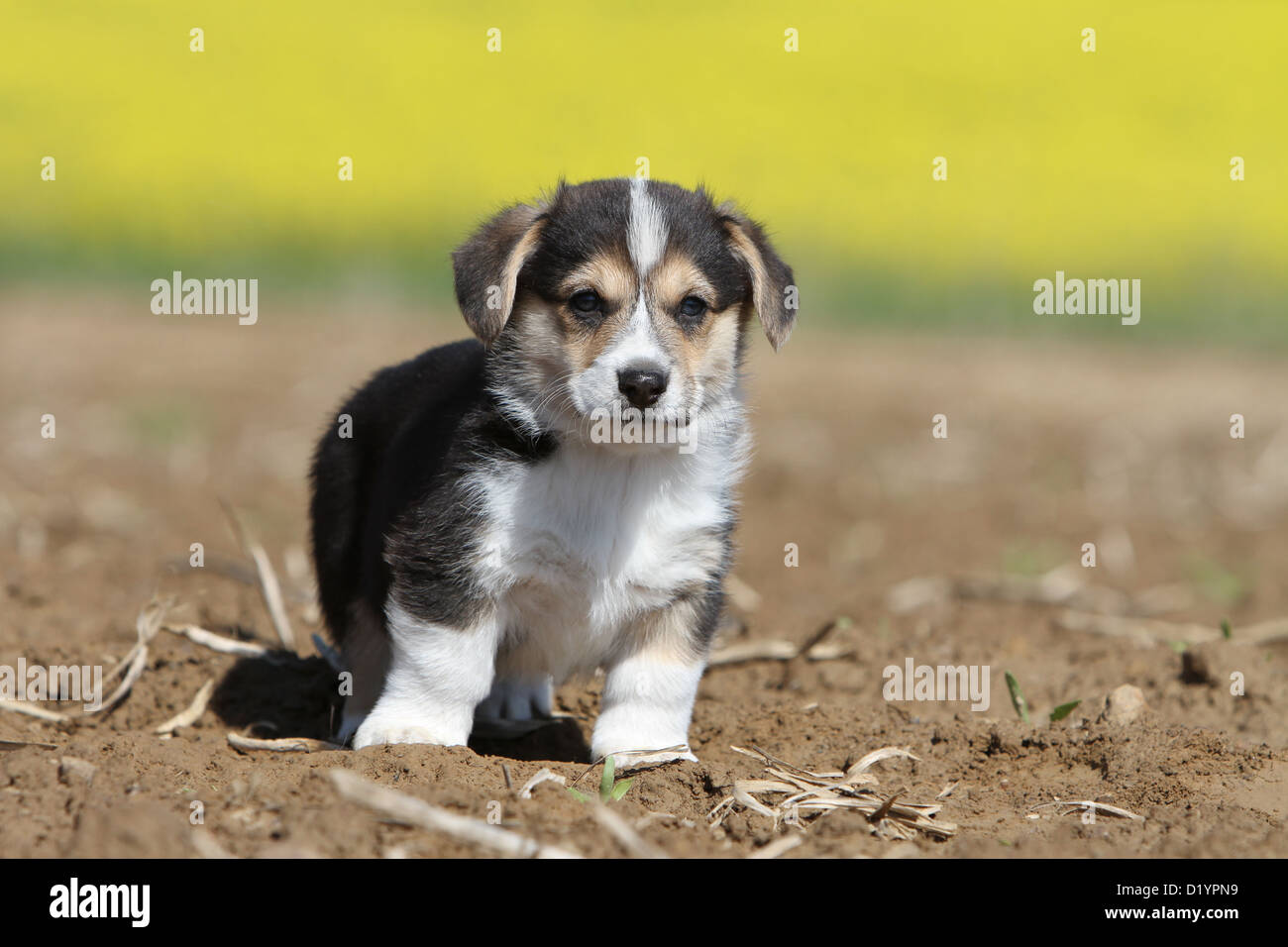 Dog Pembroke Welsh corgi puppy standing in a field Stock Photo - Alamy