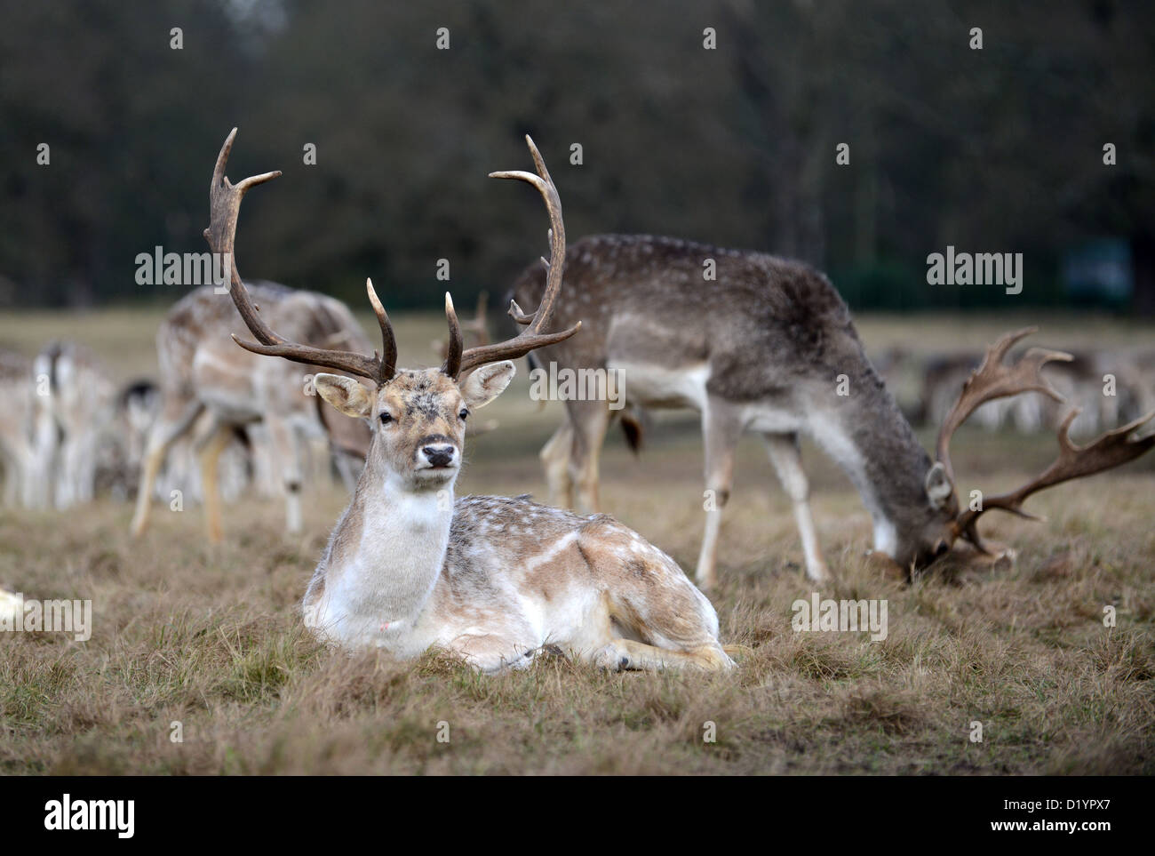 Fallow deer buck grazing in Shropshire Uk. Britain wildlife British Stock Photo