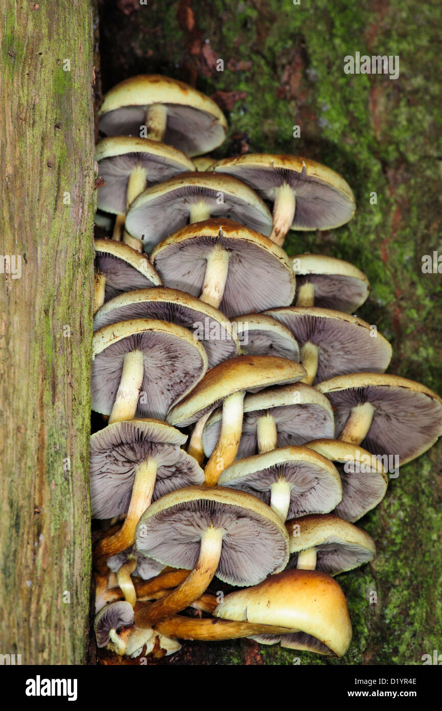 Sulphur Tuft fungus Stock Photo