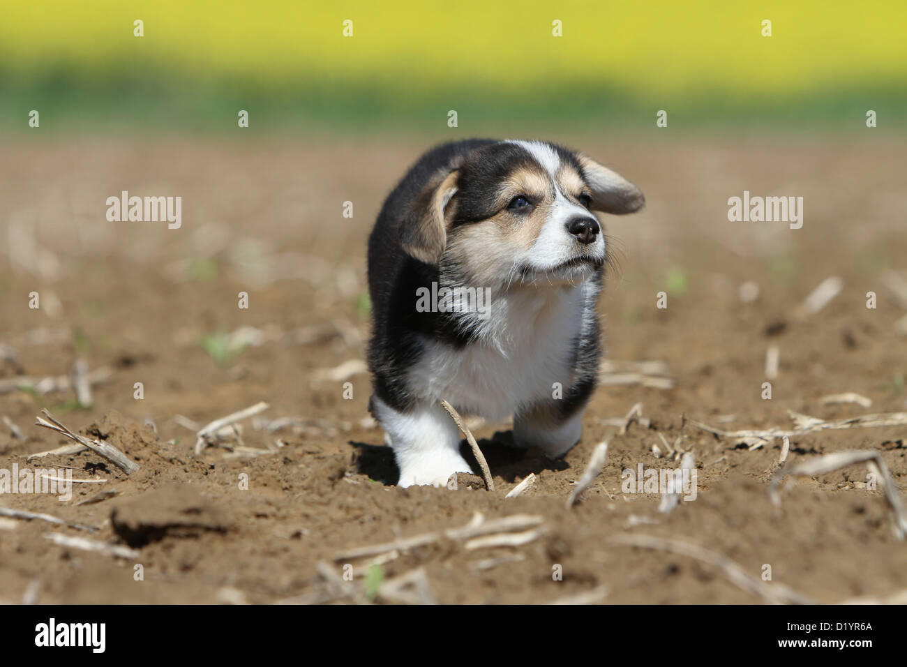 Dog Pembroke Welsh corgi puppy running in a field Stock Photo - Alamy