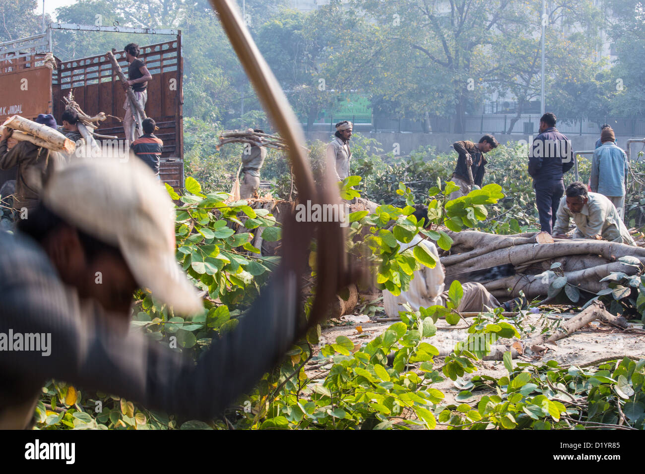 Cutting down trees and gathering wood near Delhi, India Stock Photo