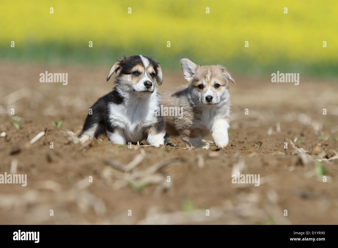 Pembroke Welsh And Husky Mix