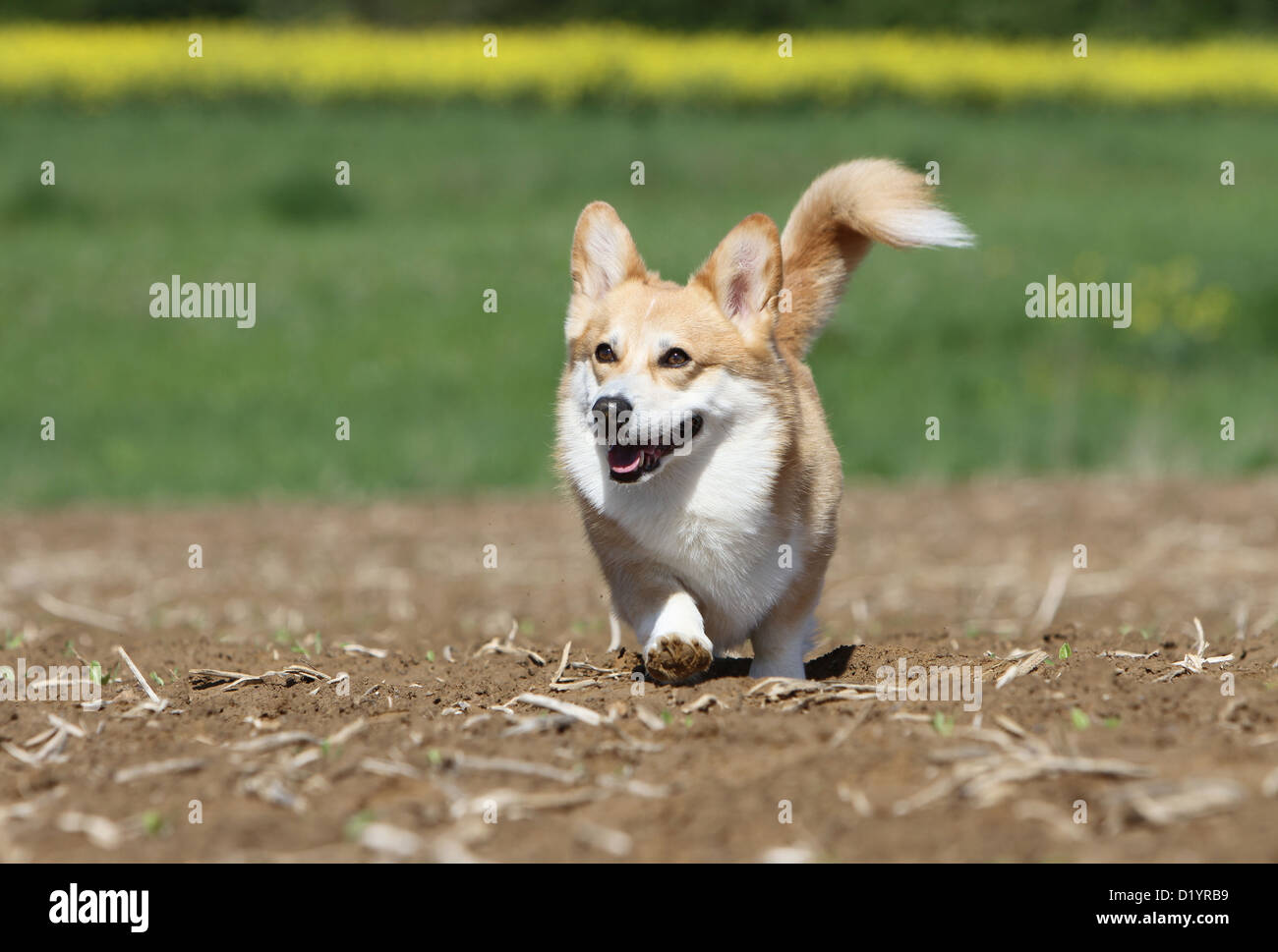 Dog  Pembroke Welsh corgi adult running in a field Stock Photo