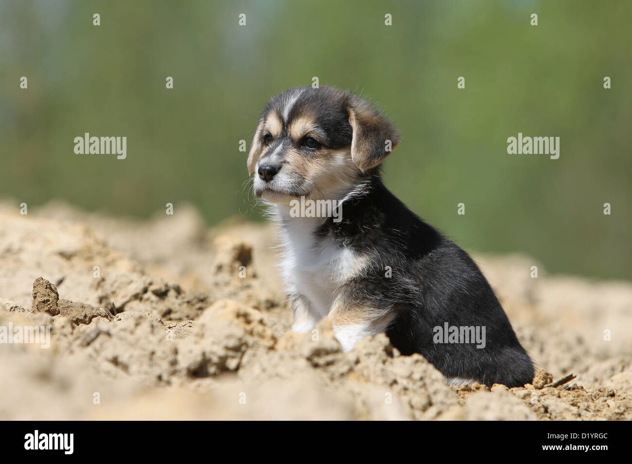 Dog Pembroke Welsh Corgi Puppy Tricolor Sitting In A Field Stock Photo Alamy