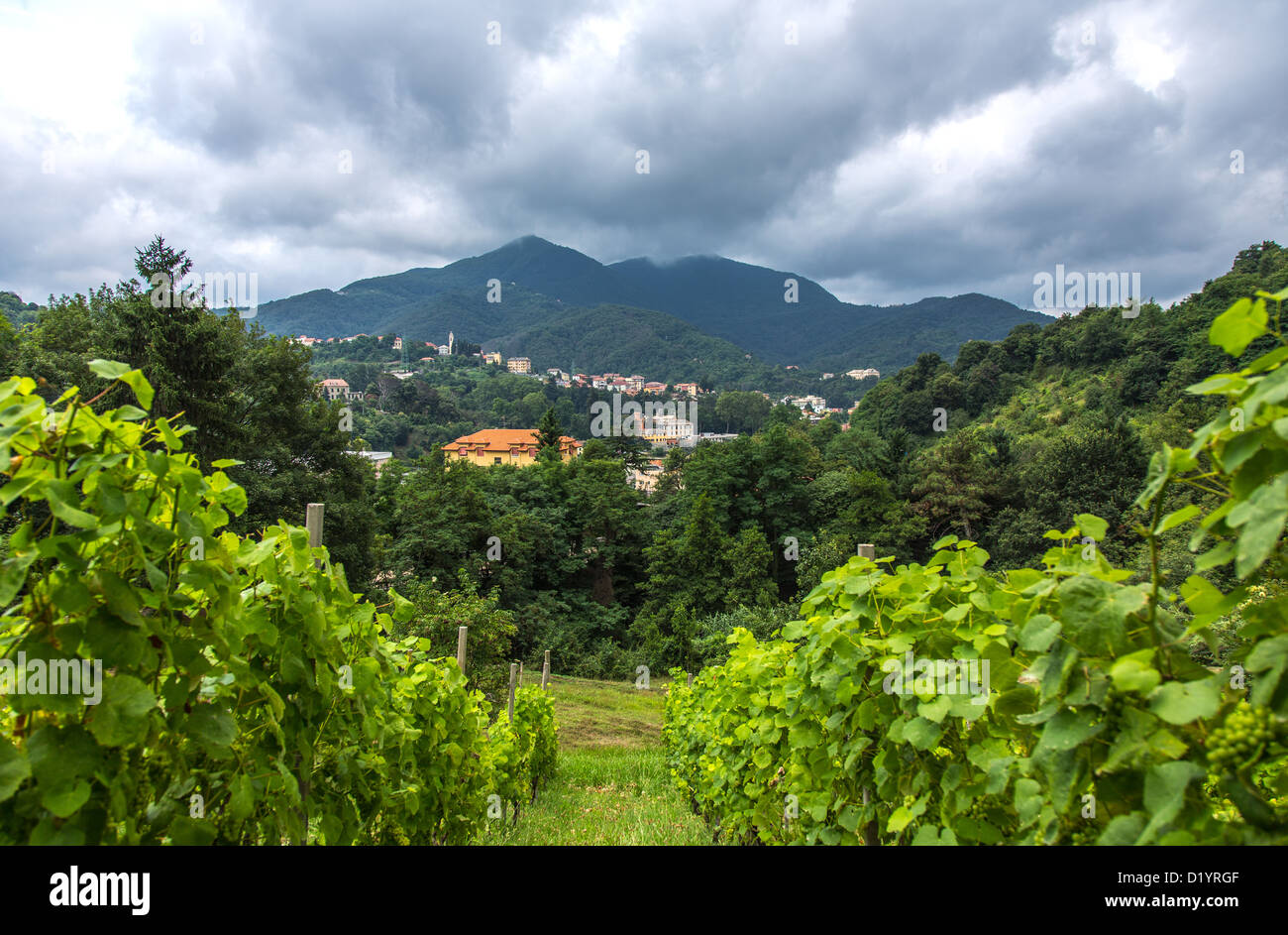 Serra ricco hires stock photography and images Alamy