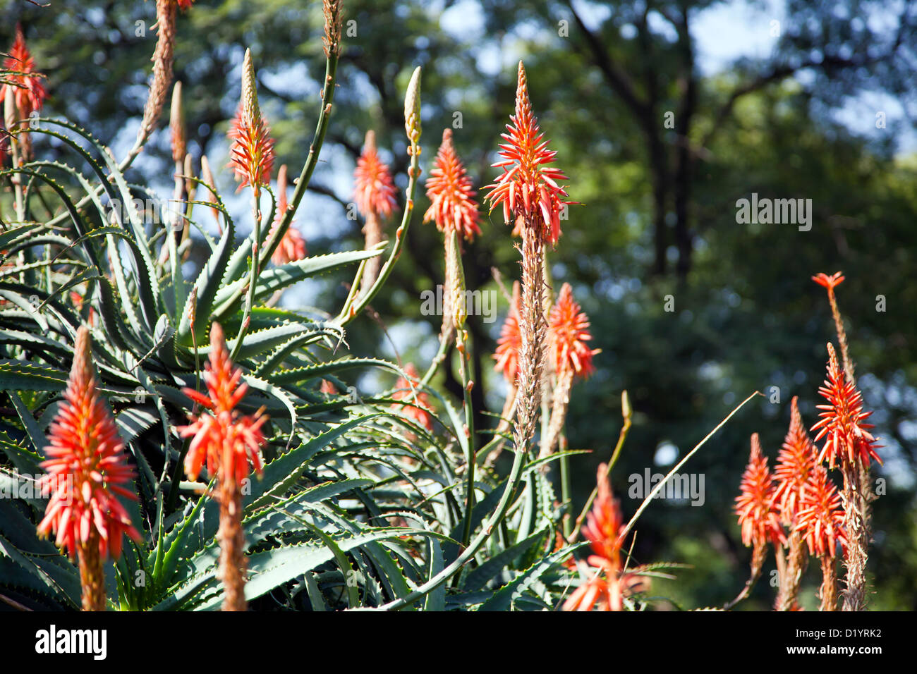 Aloe Flowers in Mexico Stock Photo