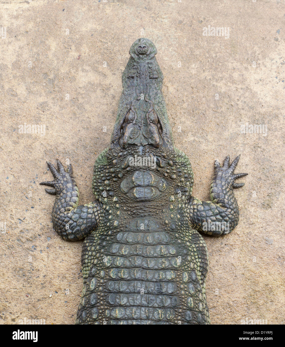Crocodile top view hi-res stock photography and images - Alamy