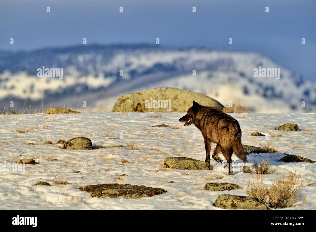 Gray wolf (Canis lupus) Lone wolf on Columbian Blacktail Deer Plateau in late winter, Yellowstone National Park, Wyoming, USA Stock Photo