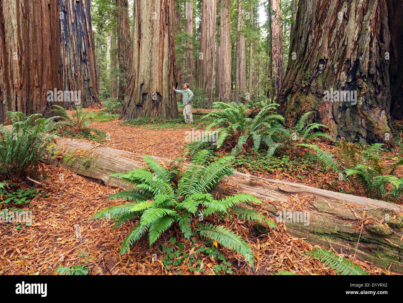 Jedediah Smith Redwood State Park, CA, USA Stock Photo