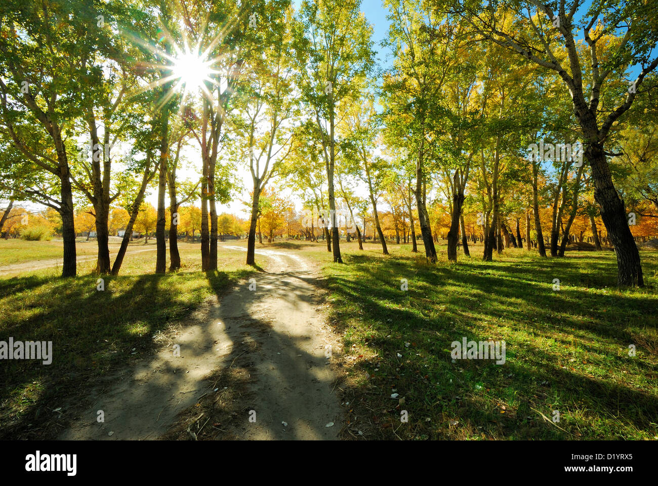 Breathtaking scenery of Xinjiang green woodland with beautiful morning sun lighting up the whole landscape. Stock Photo