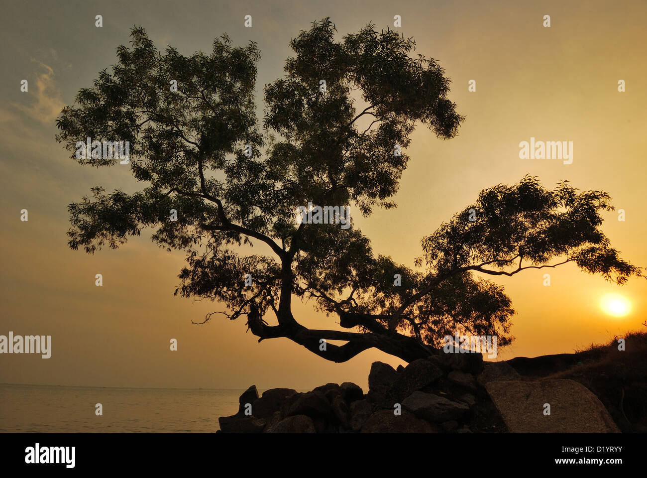 Morning view of sea side photography by an old aged tree as sunrise from the background creating a silhouette effect. Stock Photo