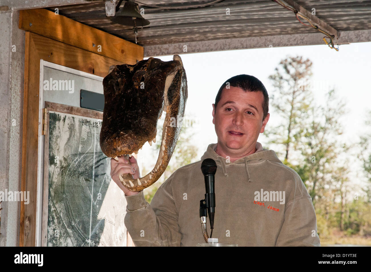 Guide demonstrate an alligator head, Jean Lafitte National Historical Park and Preserve, Louisiana, USA ,North America Stock Photo