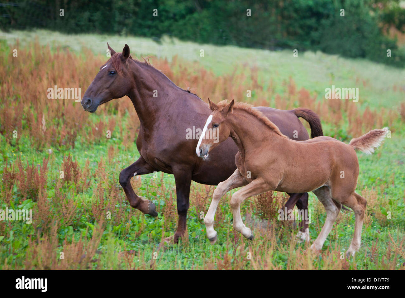 Frederiksborger. Mare with foal on a meadow Stock Photo