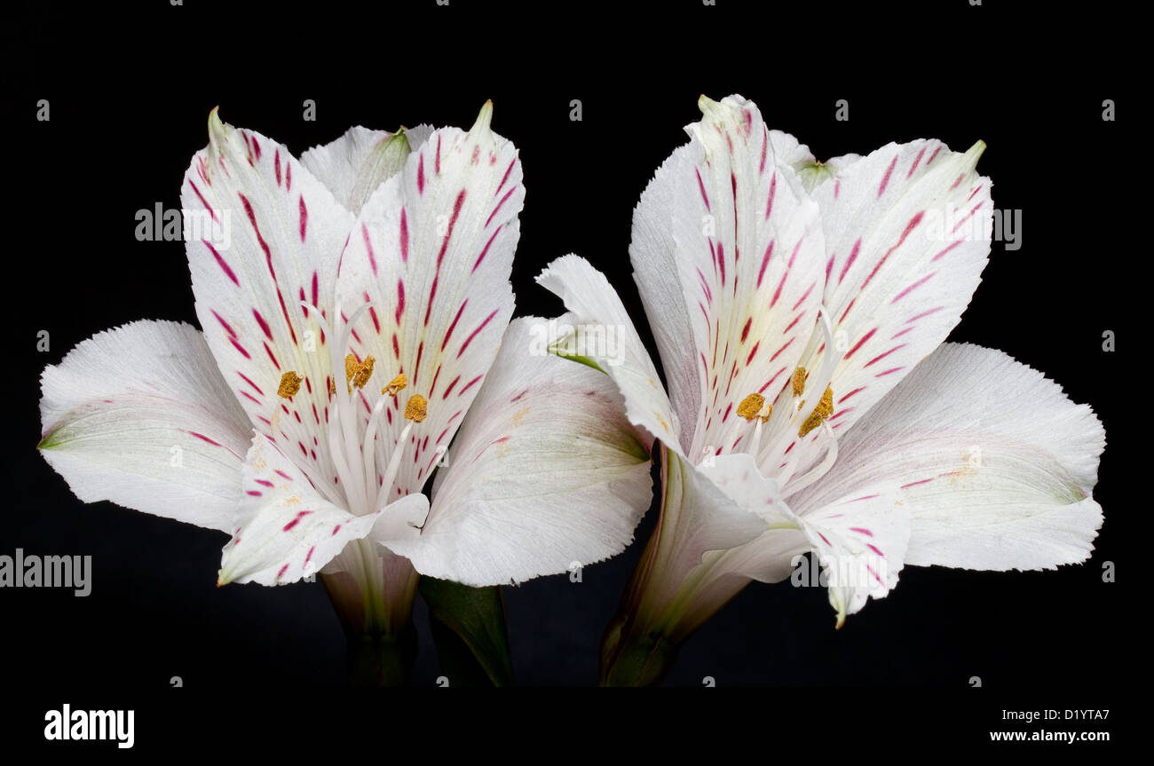 Two Alstroemeria flowers on black background Stock Photo