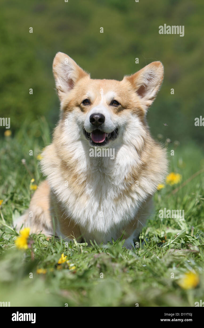 Pembroke welsh corgi hi-res stock photography and images - Alamy