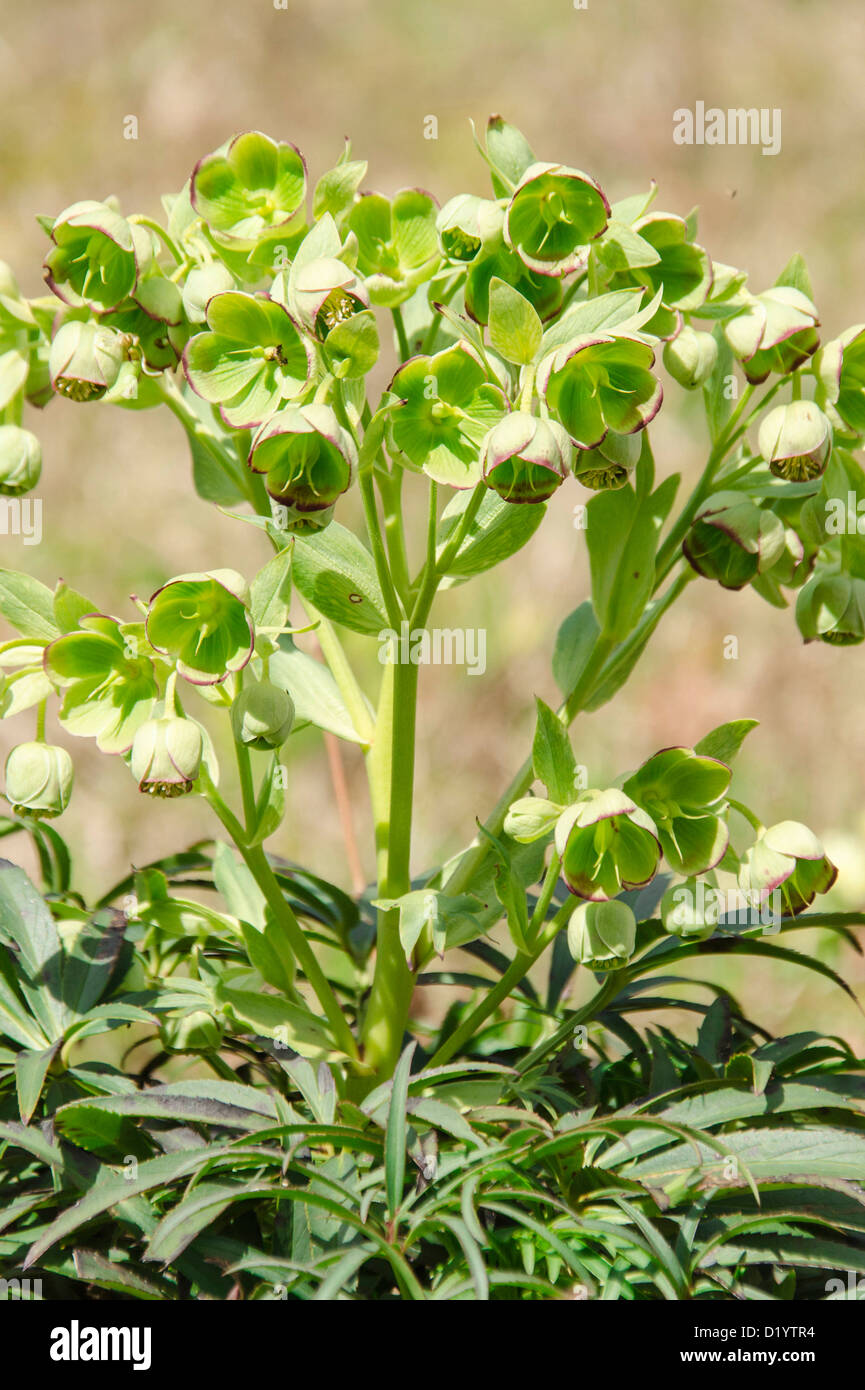 Stinking Hellebore (Helleborus foetidus) Flowering January/April, growing on a nature reserve in the Herefordshire countryside Stock Photo
