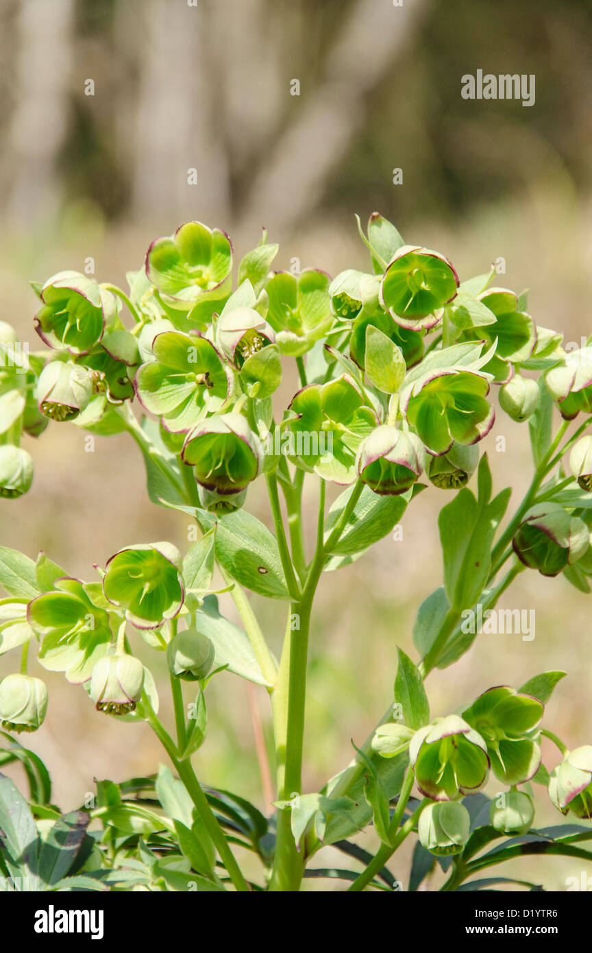 Stinking Hellebore (Helleborus foetidus) Flowering January/April, growing on a nature reserve in the Herefordshire countryside Stock Photo