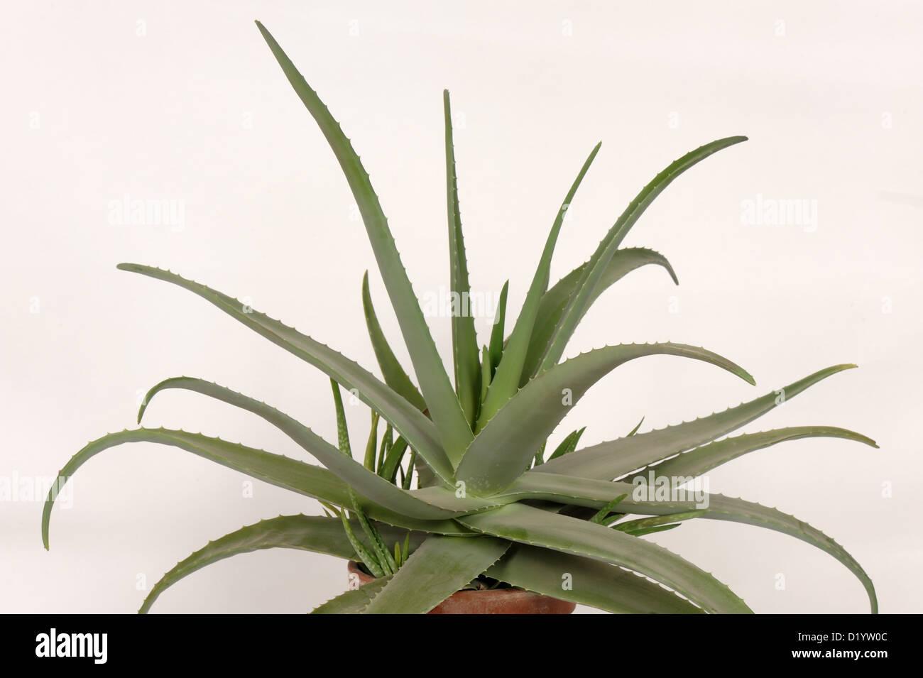 Aloe vera pot plant with fleshy succulent leaves ornamental and medicinal Stock Photo