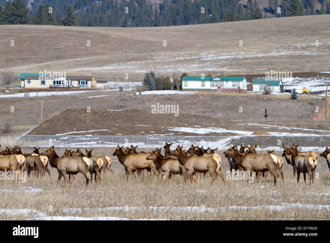 Elk herd grazing near Garden Valley, Idaho, USA Stock Photo Alamy