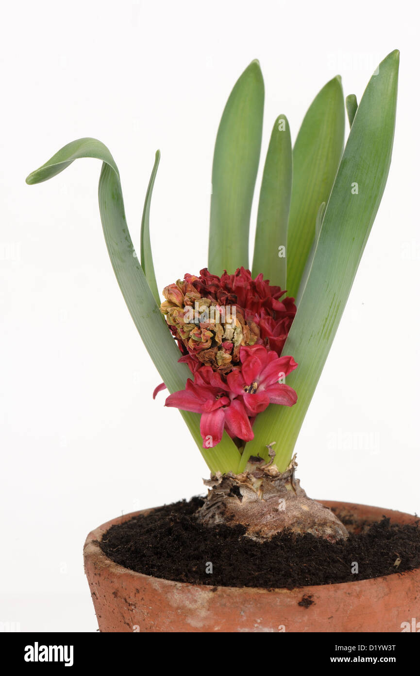 Aborted flowering bulb pot plant with grey mould, Botrytis cinerea, Stock Photo